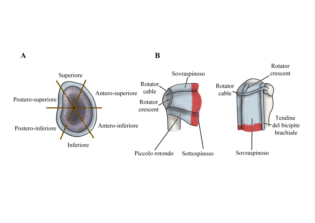 Sindrome da conflitto subacromiale: anatomia rc