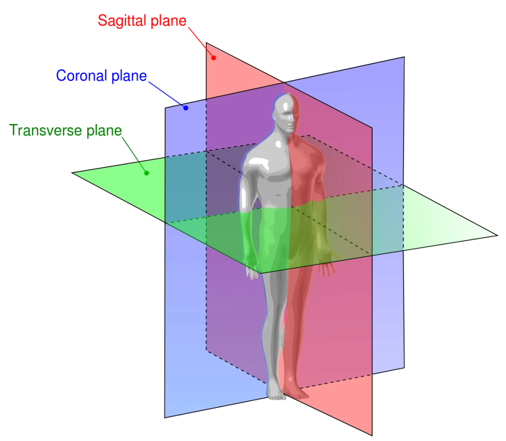 assi e piani del corpo umano