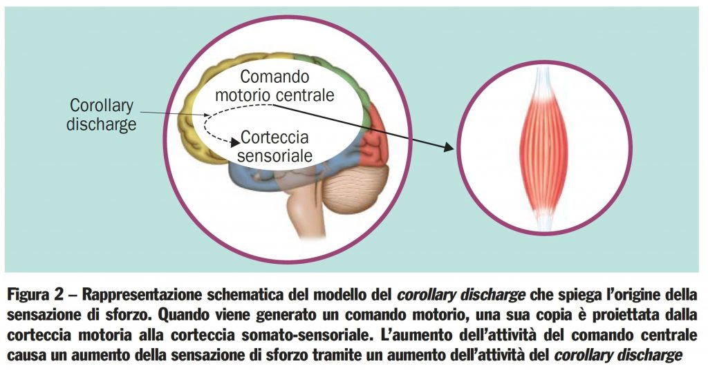 modello psicobiologico percezione della fatica