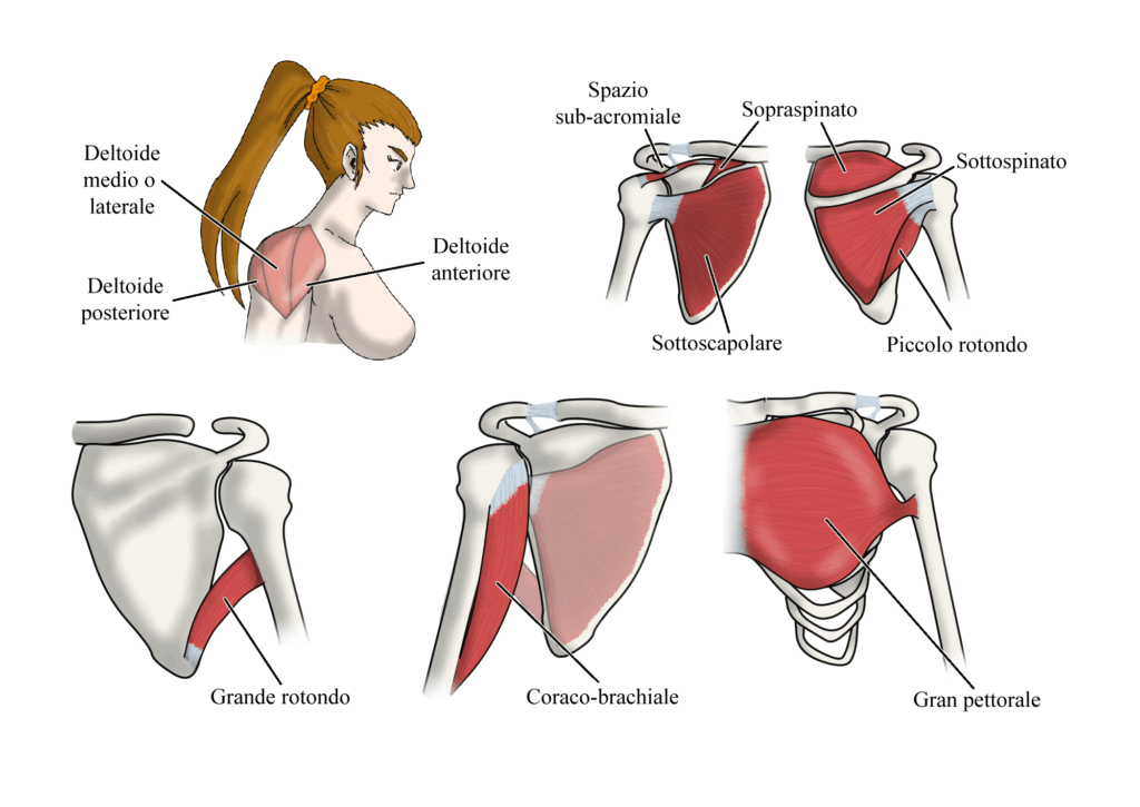 Instabilità spalla: anatomia