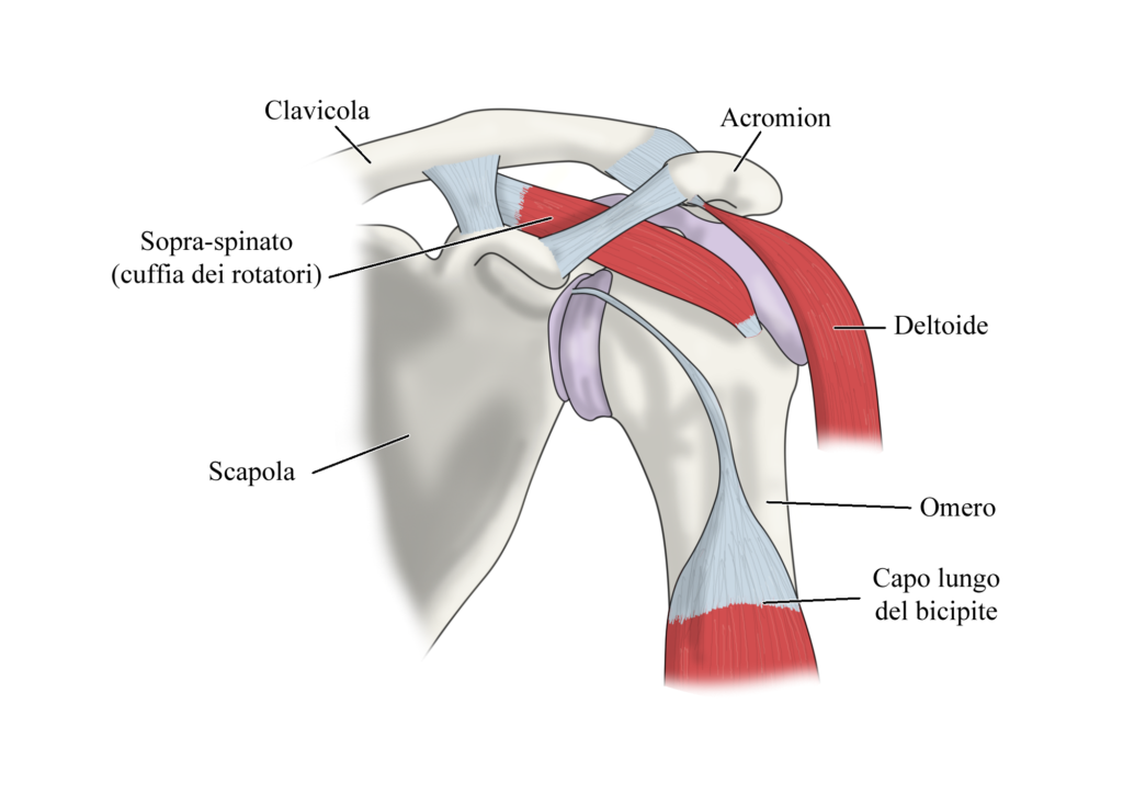 test di neer: anatomia spalla