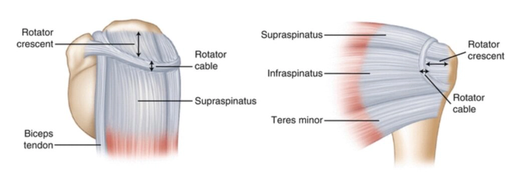 rotator cable