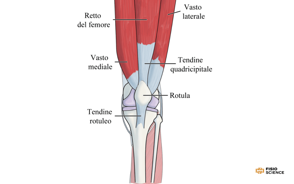 scala visa-p anatomia