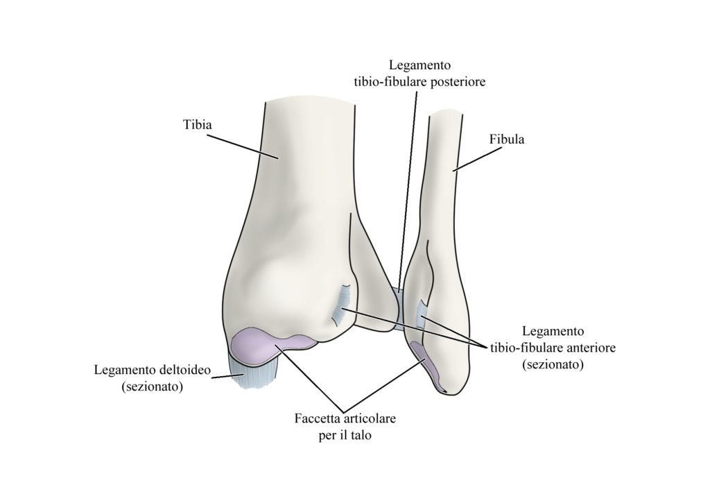 Squeeze test: anatomia sindesmosi