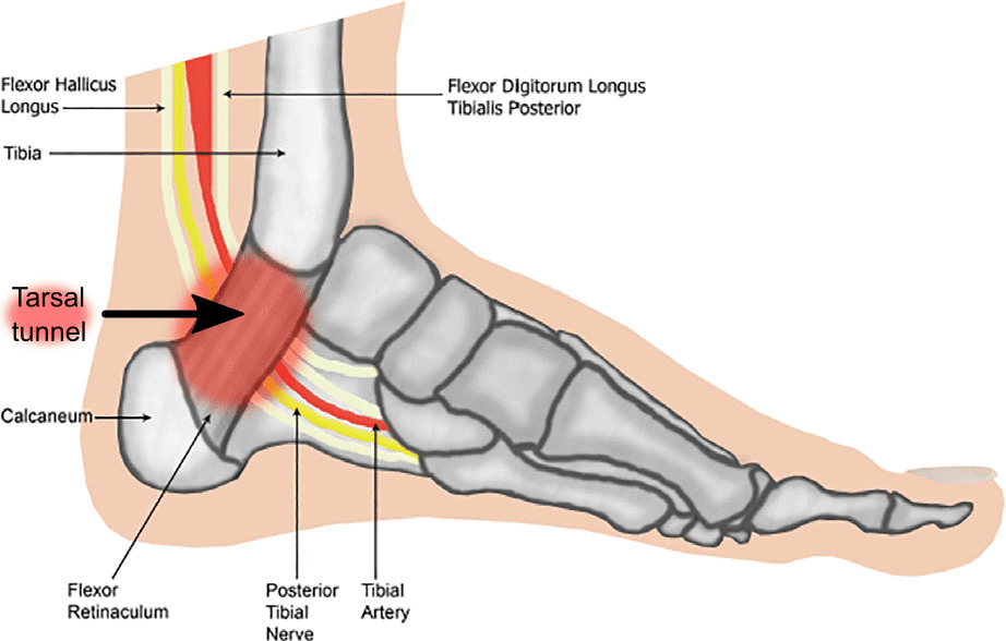 anatomia tunnel tarsale