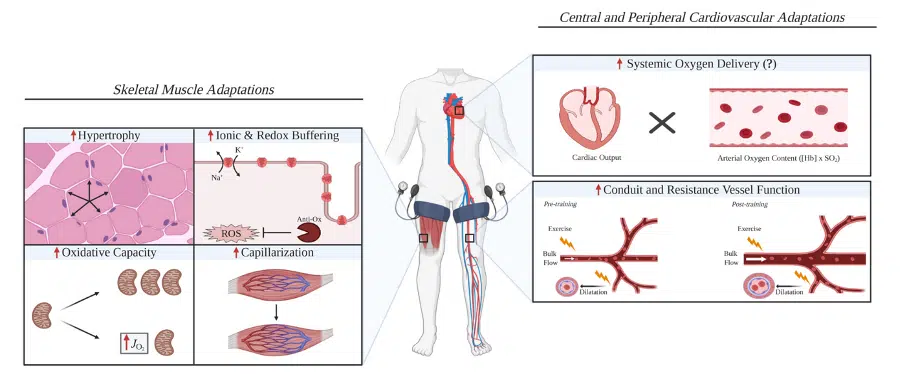 effetti blood flow restriction