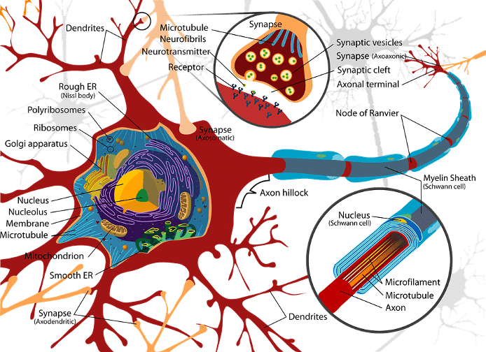 neuroplasticità