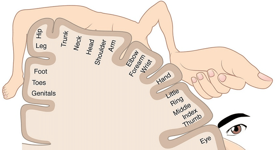 organizzazione cervello arto fantasma