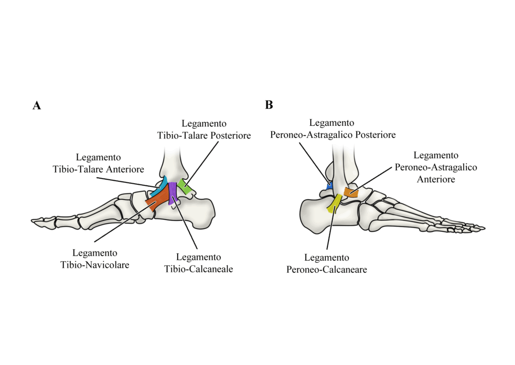 Frattura di Maisonneuve: anatomia