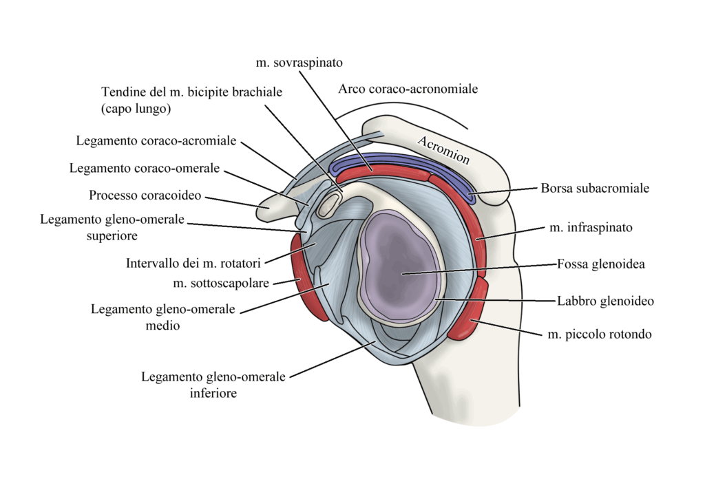 Ricostruzione della Cuffia dei Rotatori: anatomia
