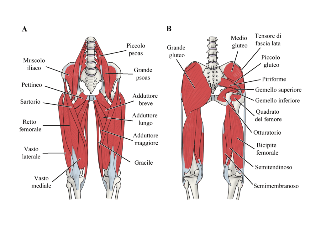 pubalgia, groin pain: anatomia