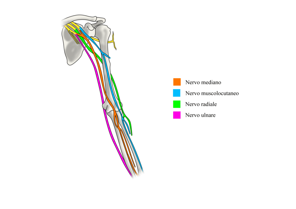 Sindrome del tunnel cubitale: anatomia nervo ulnare