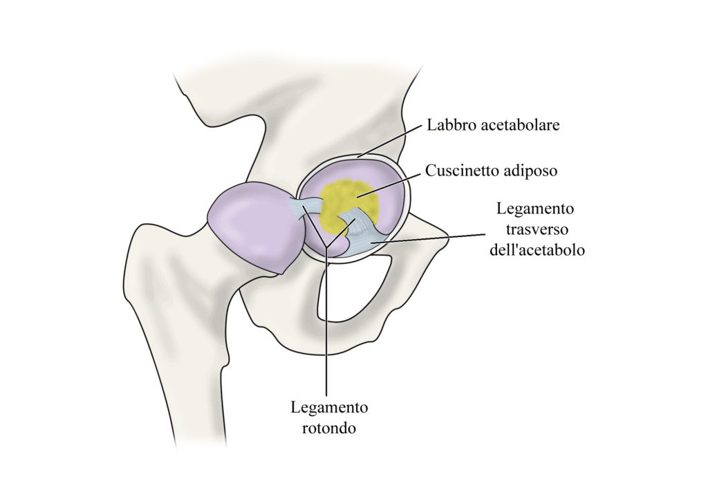 Lesione del labbro acetabolare: anatomia