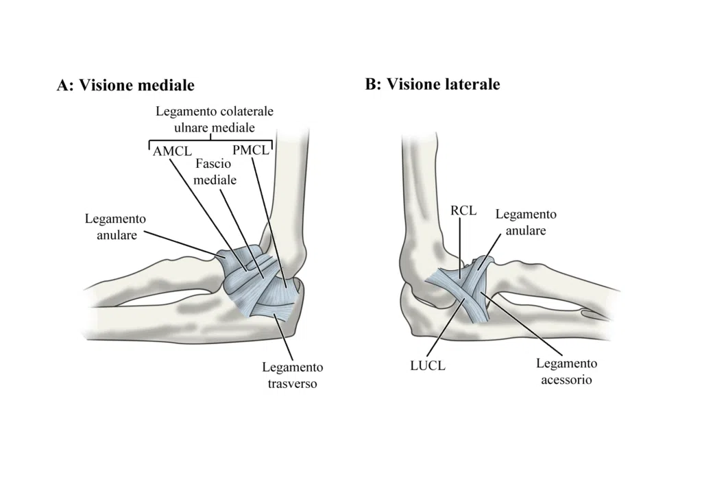 Instabilità rotatoria posterolaterale del gomito: anatomia