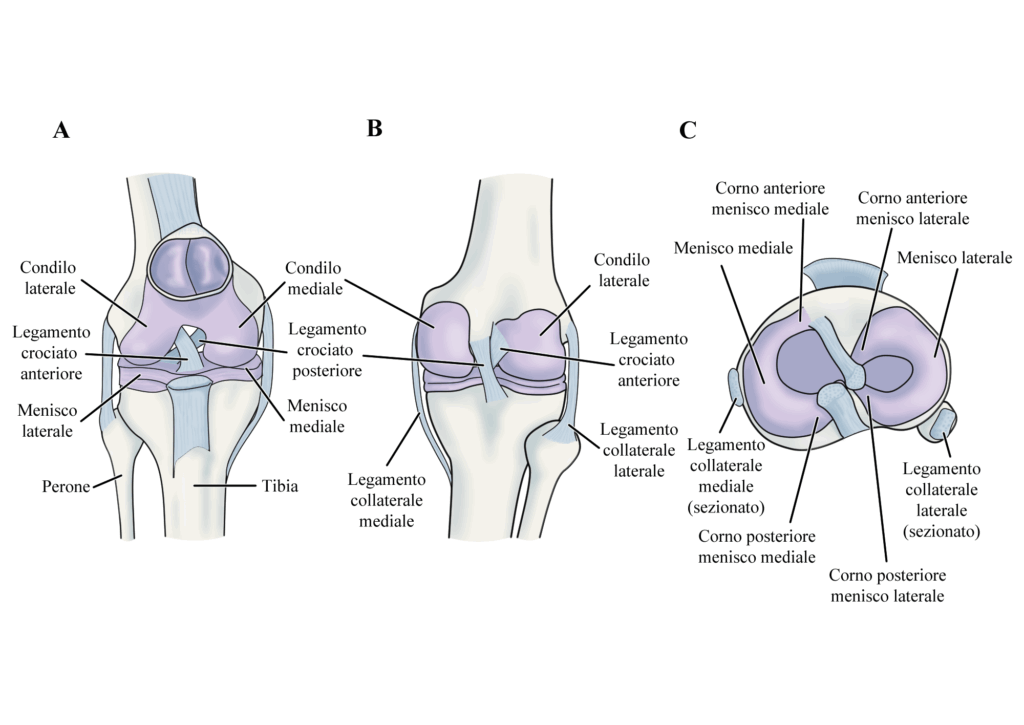 Lesione del Legamento Crociato Posteriore: anatomia