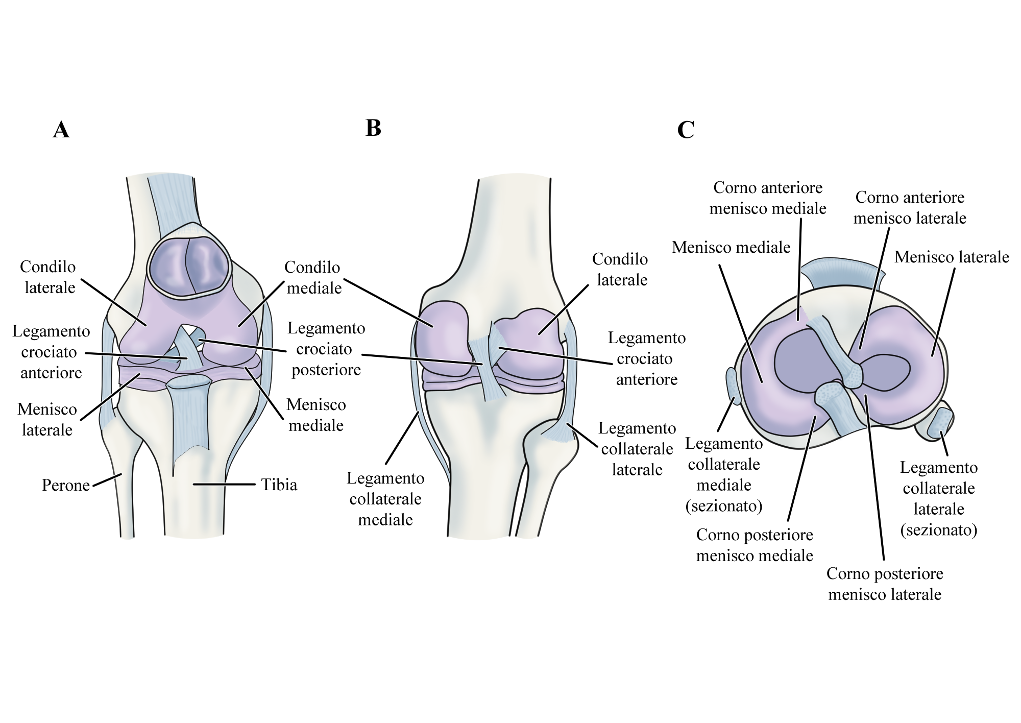 Lesione del Legamento Crociato Posteriore (LCP) - FisioScience
