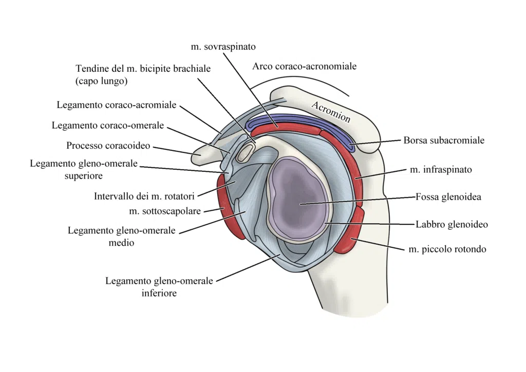 Frozen Shoulder: anatomia