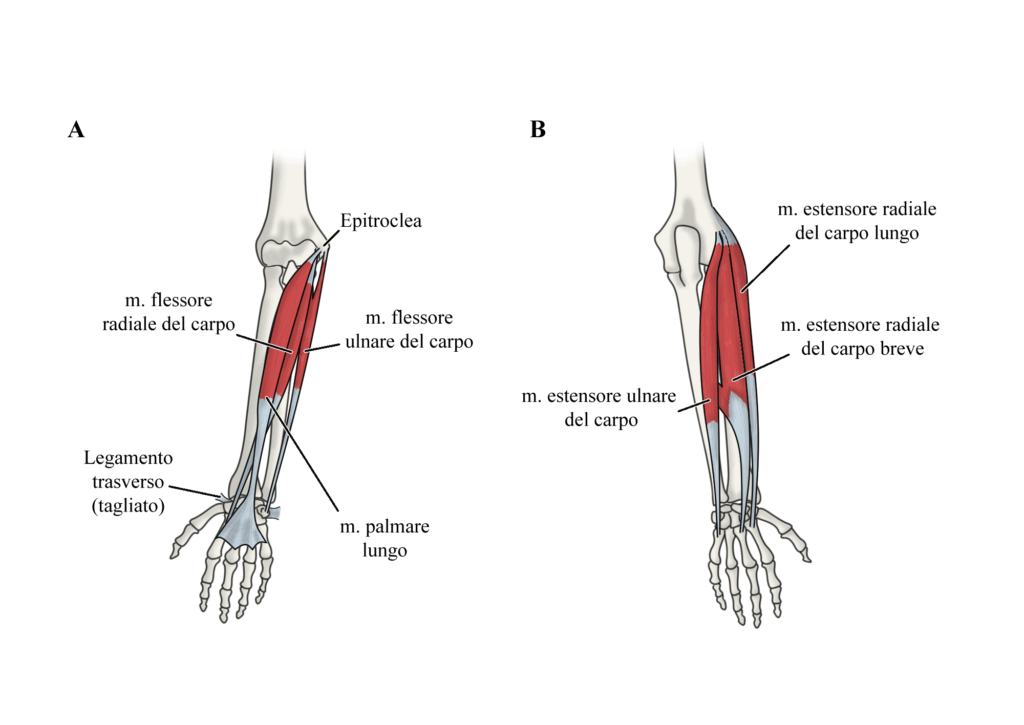 Test di Cozen: anatomia