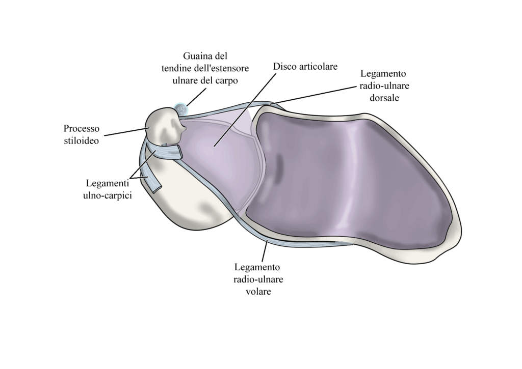 Fibro-cartilagine triangolare: anatomia