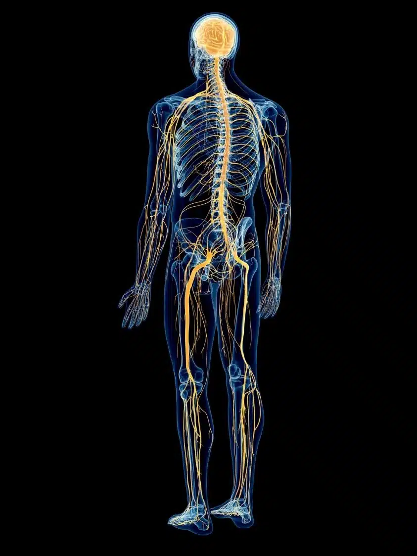 Neurodinamica corso ecm fisioterapisti fisioscience