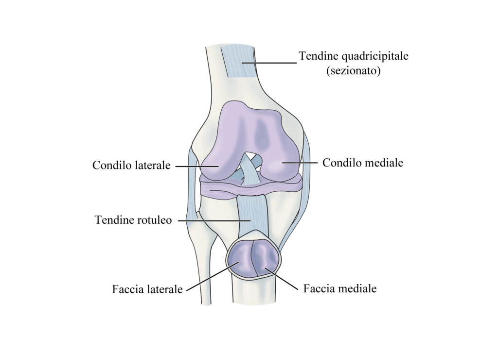 Lussazione di Rotula: anatomia