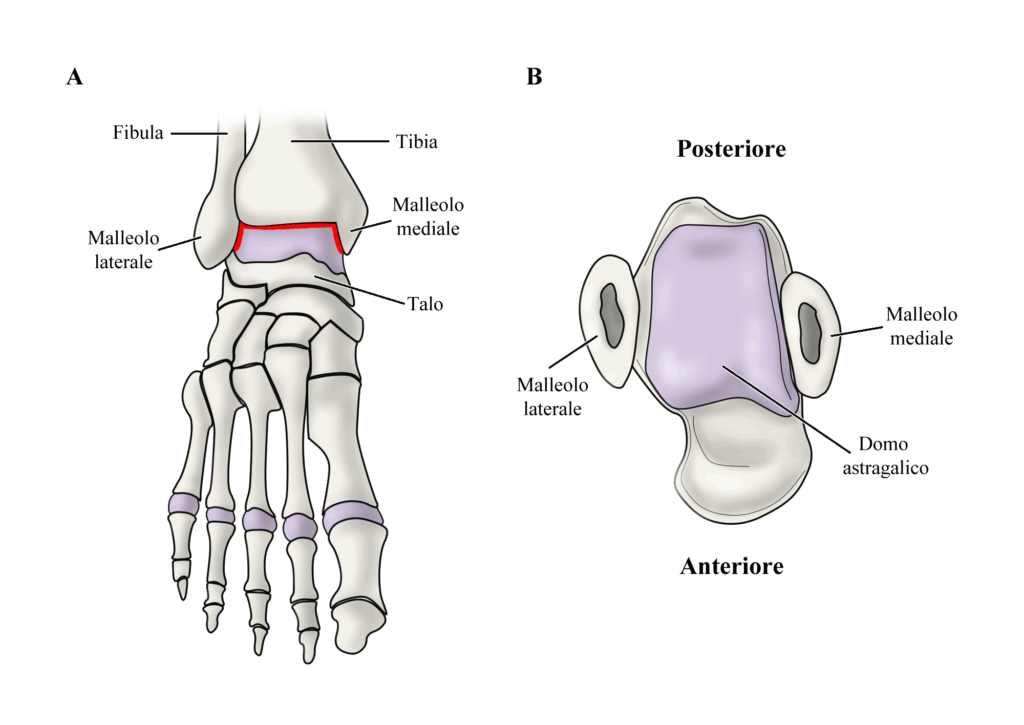 Frattura di astragalo: anatomia