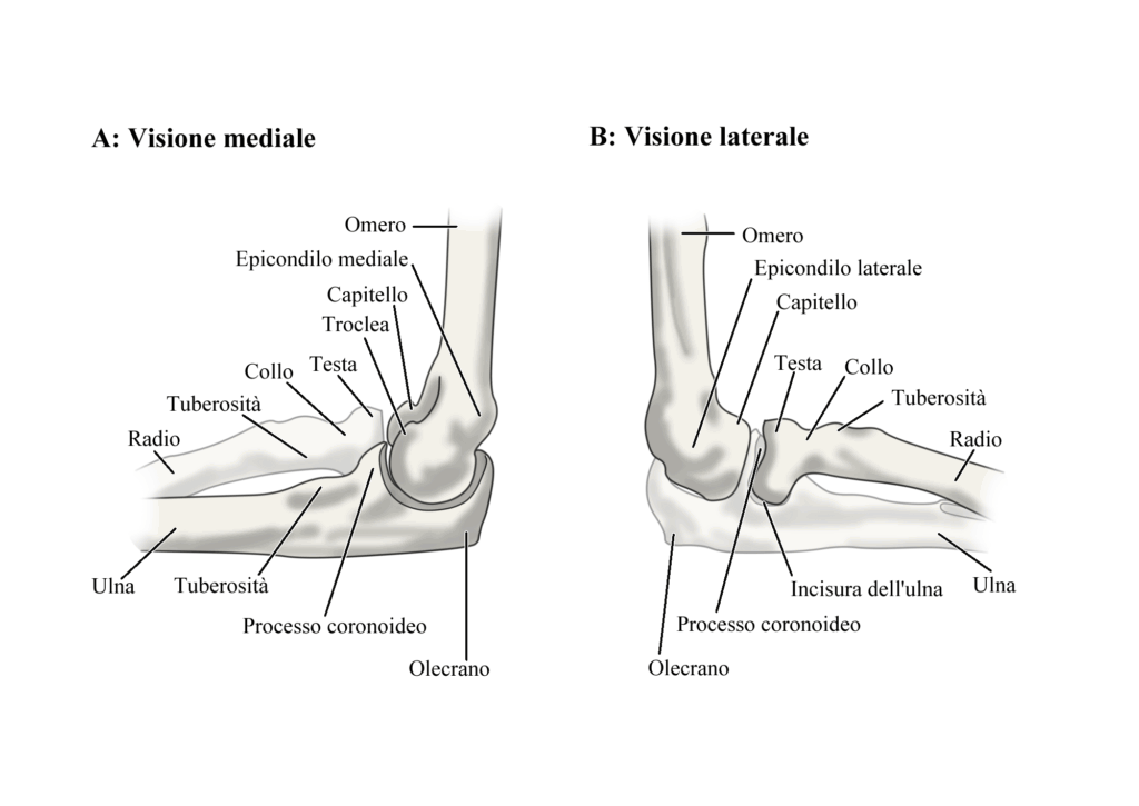 Sindrome di Panner: anatomia gomito
