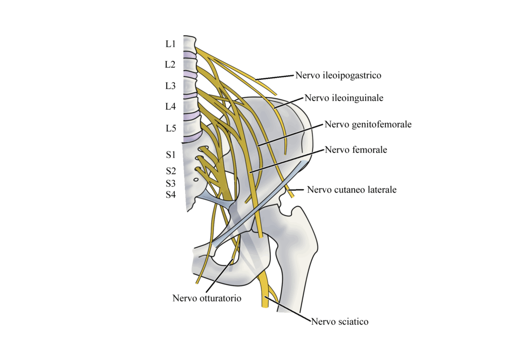Lombocruralgia: anatomia plesso lombare