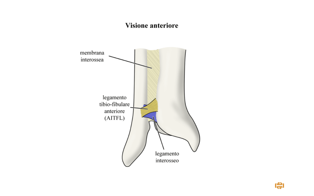 Impingement anteriore di caviglia: AITFL