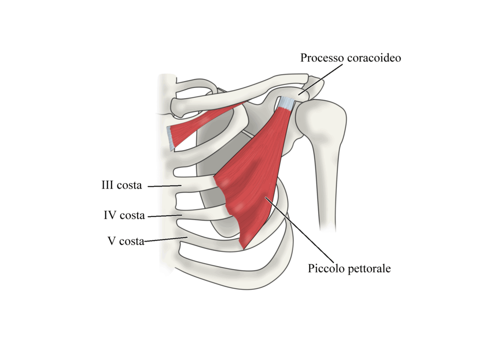 sindrome del piccolo pettorale: anatomia
