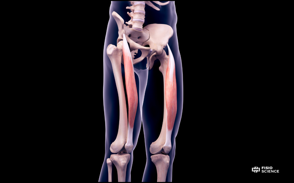 Lesione del retto del femore: anatomia