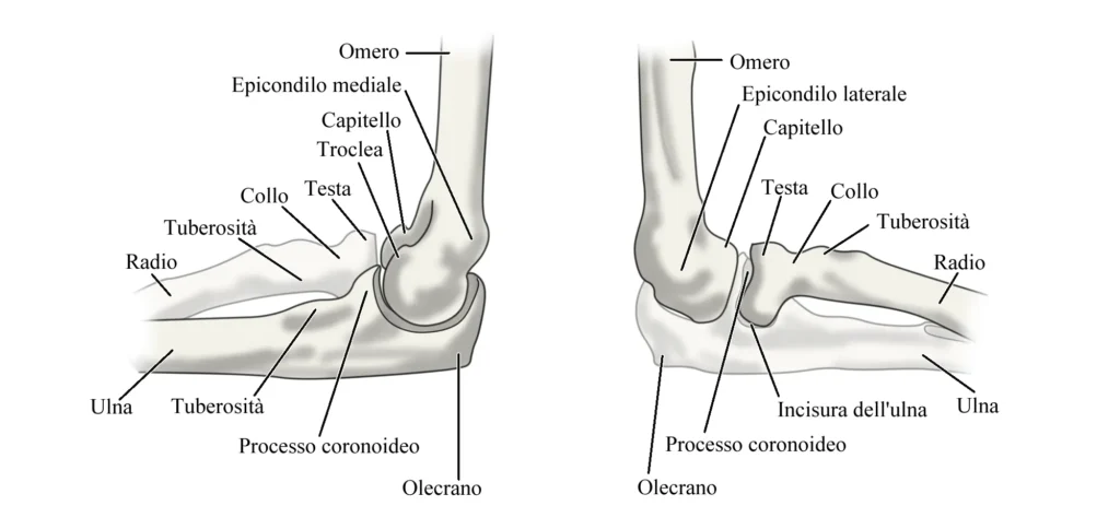 anatomia del gomito
