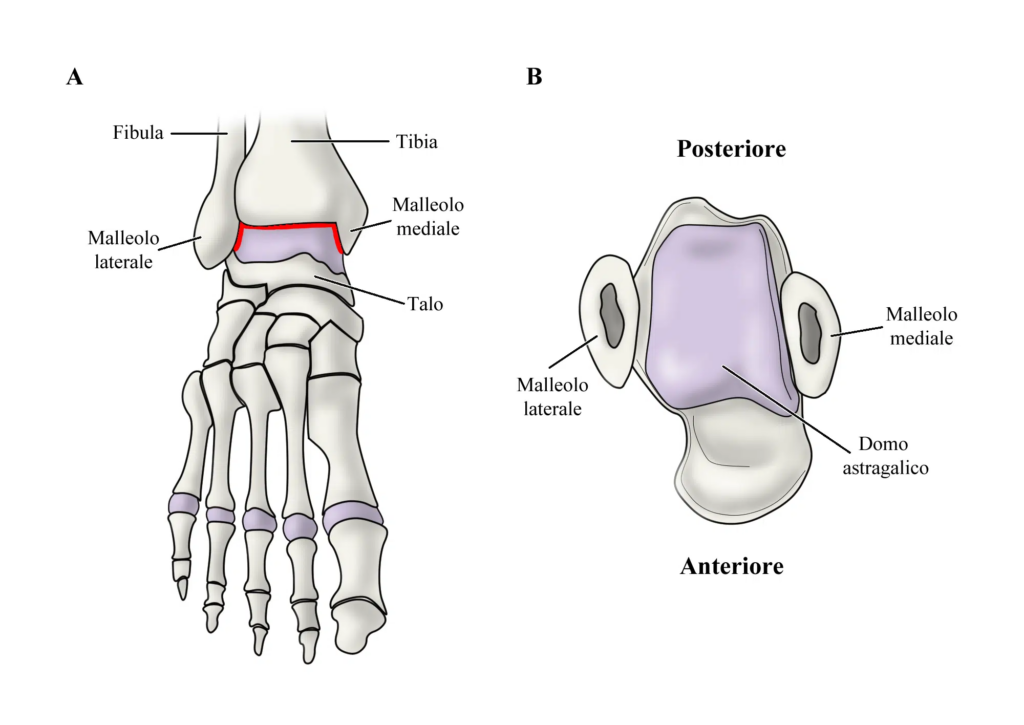 Frattura di astragalo: anatomia