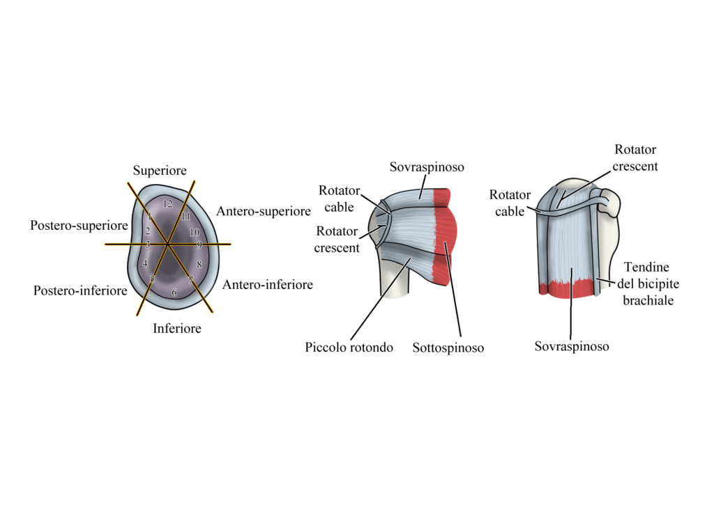Jerk test: anatomia spalla