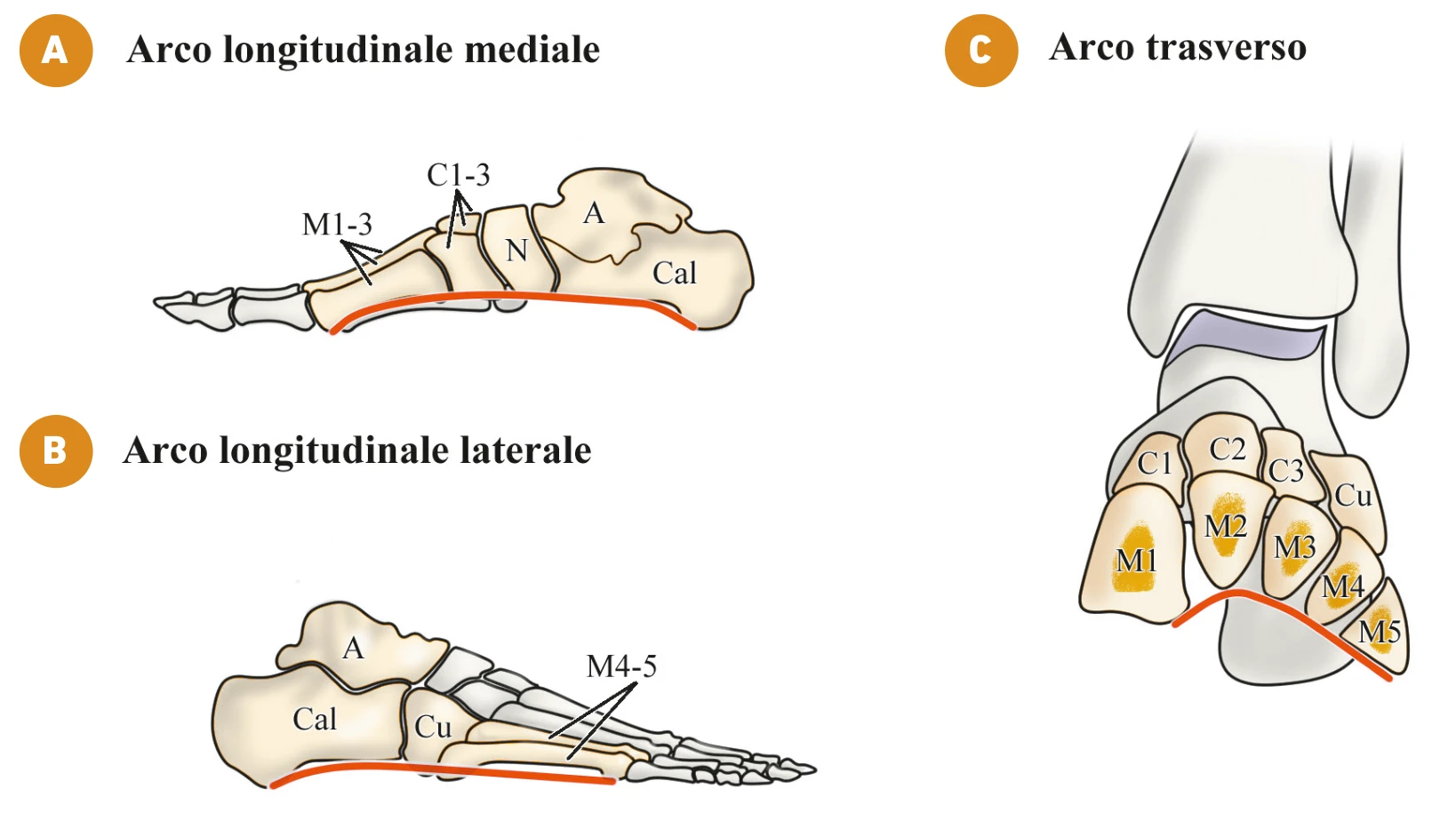 Schema degli archi longitudinale mediale, longitudinale laterale e trasverso del piede